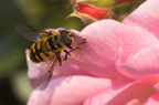 hoverfly001